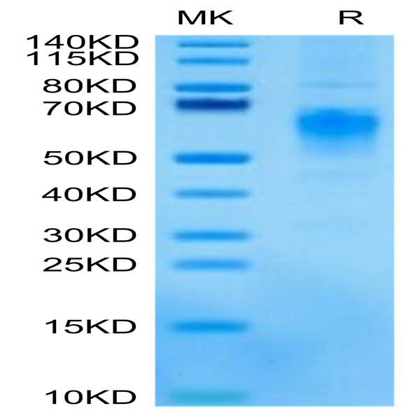 Cynomolgus CRTAM Protein (CRM-CM101)
