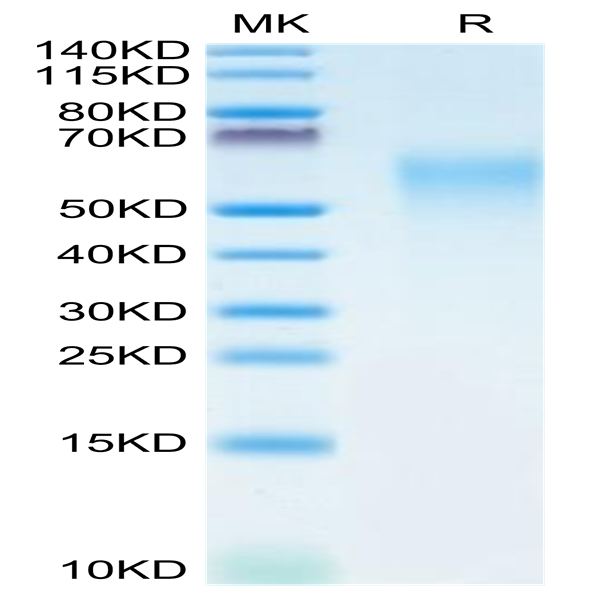 Human CRTAM Protein (CRM-HM101)