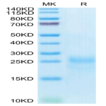 Cynomolgus CTLA-4/CD152 Protein (CTL-CM141)