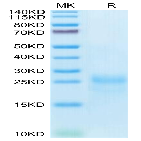 Cynomolgus CTLA-4/CD152 Protein (CTL-CM141)