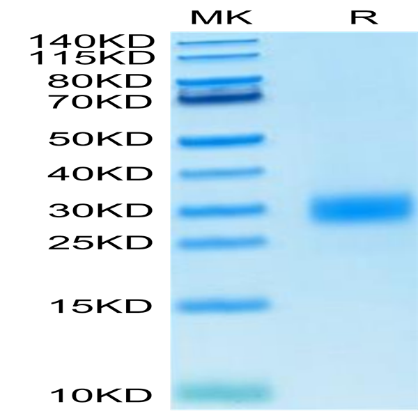 Human CTLA-4/CD152 Protein (CTL-HM141)
