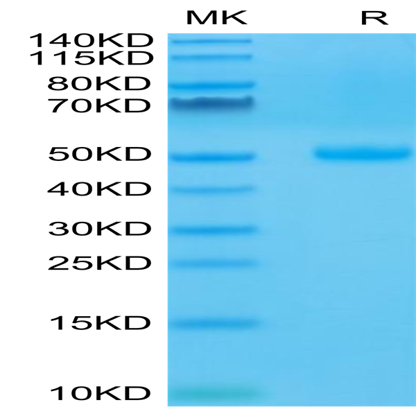 Human CTLA-4/CD152 Protein (CTL-HM241)