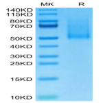 Cynomolgus CX3CL1/Fractalkine Protein BP003936 Syd Labs