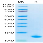 Cynomolgus CXCL10 Protein BP003725 Syd Labs
