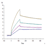 Human DDR1 Protein BP004392 Syd Labs