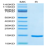 Cynomolgus DDT Protein BP003739 Syd Labs
