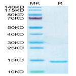 Mouse DDT Protein (DDT-ME101)