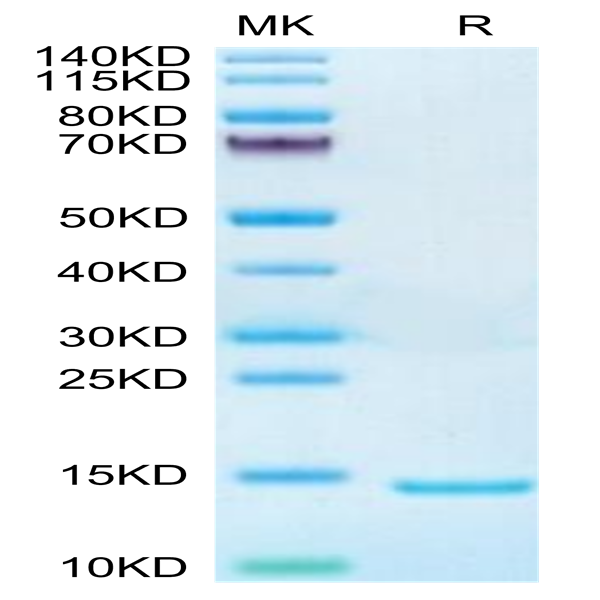 Mouse DDT Protein (DDT-ME101)