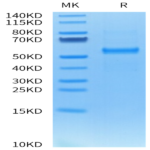 Cynomolgus DLL3 Protein (DLL-CM103)