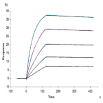 Human DLL3 Protein BP005331 Syd Labs