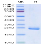 Human DLL3 (27-215) Protein (DLL-HM13D)
