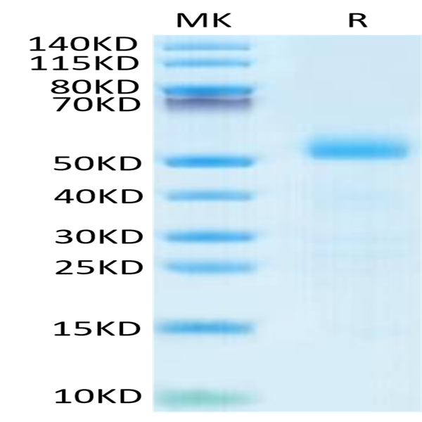 Mouse DLL3 Protein (DLL-MM103)