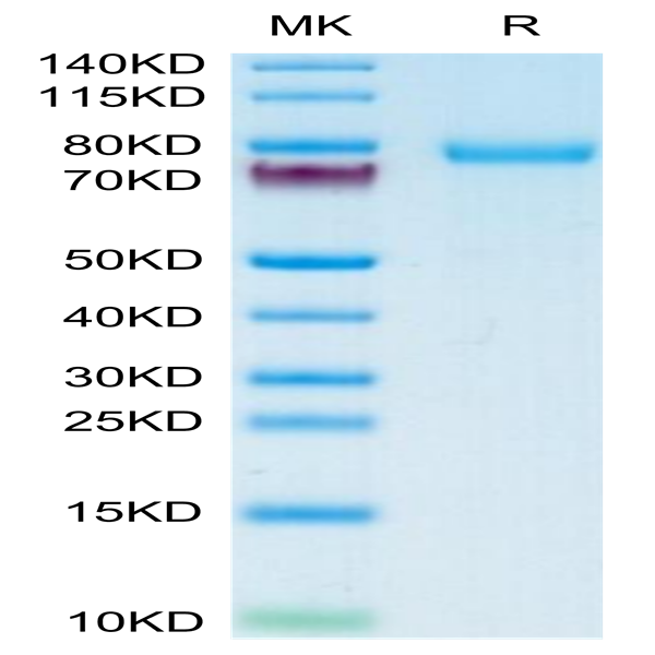 Human DSG-2/Desmoglein-2 Protein (DSG-HM102)