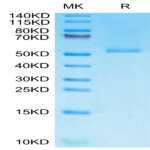 Monkeypox virus E8L Protein BP003813 Syd Labs