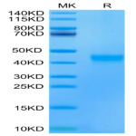 Human/Cynomolgus EFNA3/Ephrin A3 Protein (EFN-CM1A3)