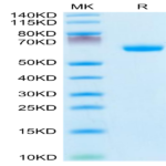 Mouse Ephrin-A3/EFNA3 Protein (EFN-MM2A3)