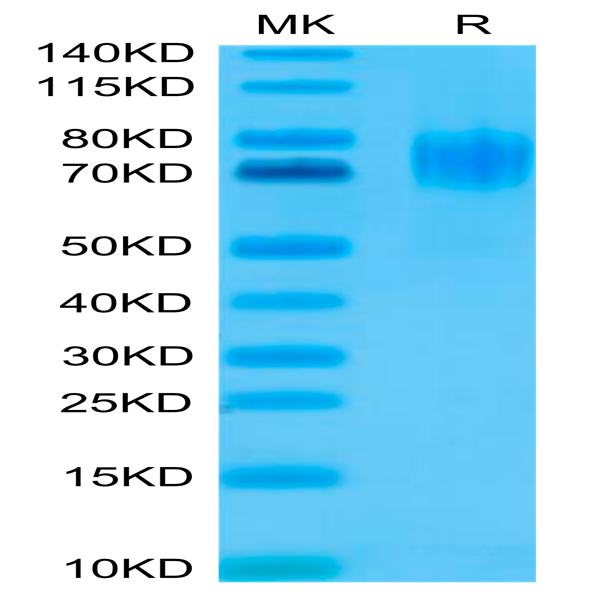 Human EGFRVIII Protein (EG8-HM154)