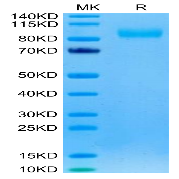 Rhesus macaque EGFR Protein (EGF-CM101)