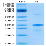 Human EGFL7 Protein (EGF-HE1L7)