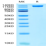 Human EGFR/HER1 Protein (EGF-HM201)