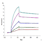 Human EGFR/HER1 Protein BP005440 Syd Labs