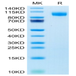 Human EGFR/HER1 Protein (EGF-HM401)