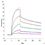 Biotinylated Human EGFR/HER1 Protein BP005627 Syd Labs