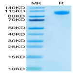 FITC-Labeled Human EGFR/HER1 Protein BP004303 Syd Labs
