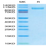 Mouse EGFR/HER1 Protein (EGF-MM101)