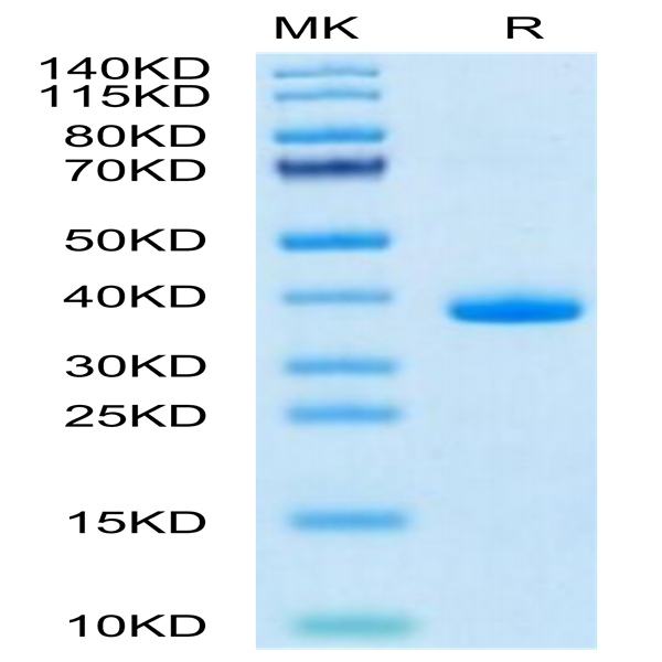 Mouse EGF Protein (EGF-MM202)
