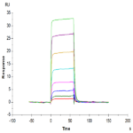 Human Ephrin-A4/EFNA4 Protein BP005035 Syd Labs