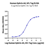 Human Ephrin-A4/EFNA4 Protein BP005034 Syd Labs