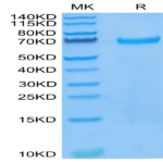Human EphB4 Protein (EPB-HM104)