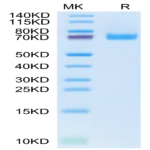 Cynomolgus EPHB2 Protein (EPH-CM102)