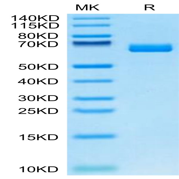 Cynomolgus EPHA2 Protein (EPH-CM4A2)