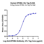 Human EPHB2 Protein BP004794 Syd Labs