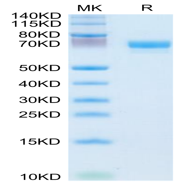 Human EPHA4 Protein (EPH-HM104)