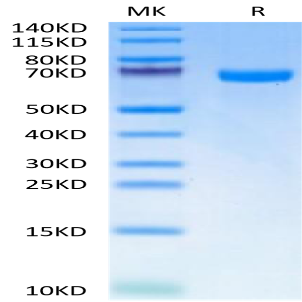 Human EphA7 Protein (EPH-HM1A7)