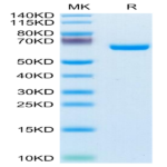 Human EphB3 Protein (EPH-HM1B3)