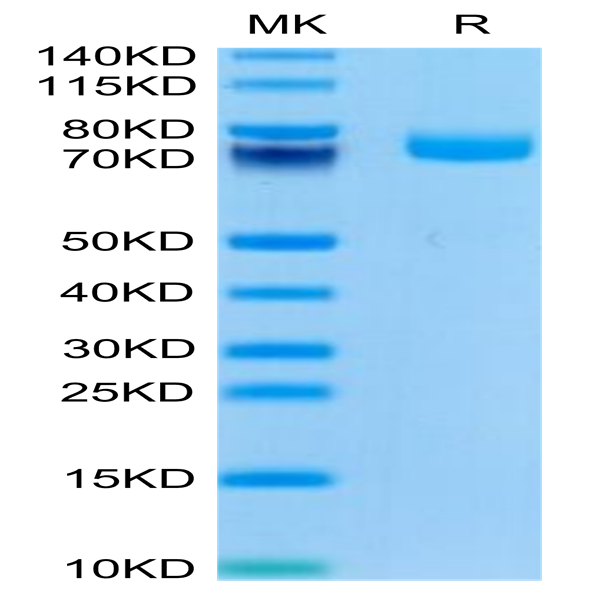 Mouse EPHA3 Protein (EPH-MM1A3)