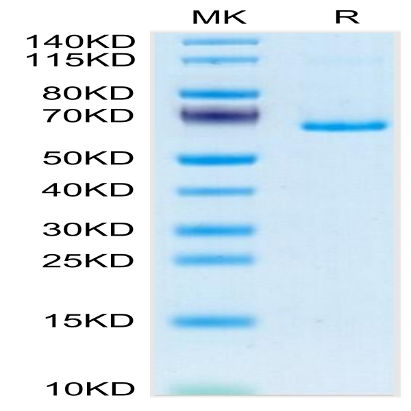 Mouse EphB3 Protein (EPH-MM1B3)
