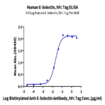 Human E-Selectin/CD62E Protein BP004832 Syd Labs