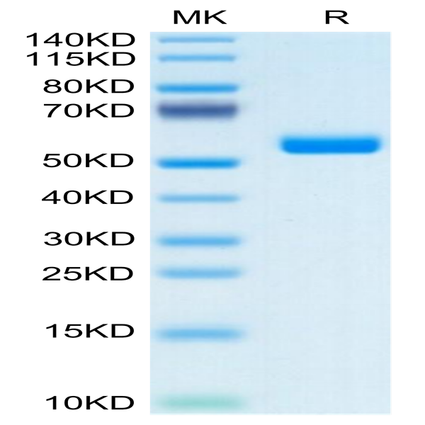 Human FAM3D Protein (FAM-HM23D)