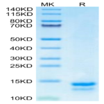 Mouse FAM19A5 Protein BP003901 Syd Labs