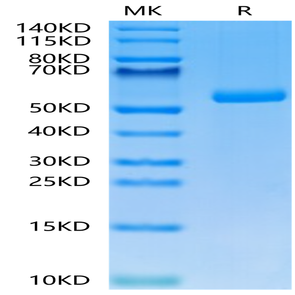 Mouse FAM3D Protein (FAM-MM23D)