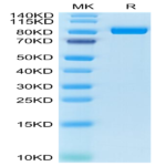 Cynomolgus FAP Protein (FAP-CM101)