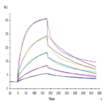 Human Fas/TNFRSF6/CD95 Protein BP005165 Syd Labs