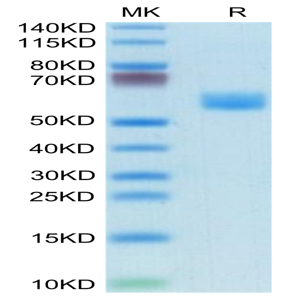 Mouse Fas/TNFRSF6/CD95 Protein (FAS-MM201)