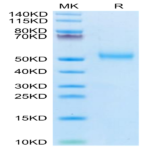 Human FcRH6/FCRL6 Protein BP004206 Syd Labs