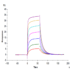 Human Fc gamma RIIIB/CD16b (NA1) Protein BP004235 Syd Labs